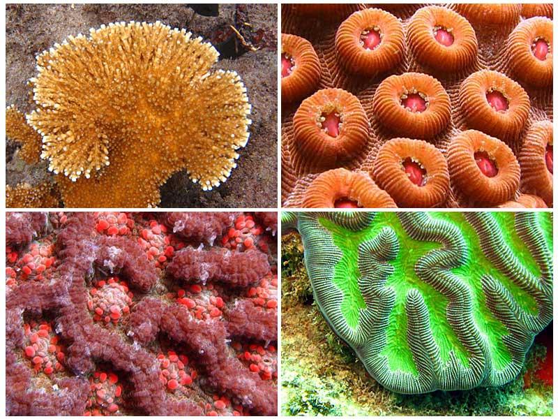 A collage of Atlantic coral from online. Corals differ by ocean and I now subconsciously look if I’m seeing corals I recognize anytime I see coral